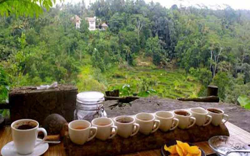 Coffee plantation Bali