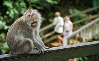 Ubud sacred monkey forest
